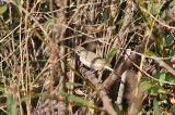 20061011_Kleine Spotvogel_Maasvlakte3